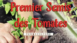 Tout savoir pour Semer ses premières tomates ?