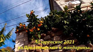 Тут почти созрели мандарины!  ул.Пролетарская в ноябре!🌴ЛАЗАРЕВСКОЕ СЕГОДНЯ🌴СОЧИ.