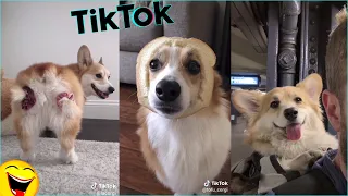 СМЕШНЫЕ КОРГИ | Лучшая подборка корги с Tik Tok за май 2020