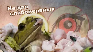 Их едят - они глядят...