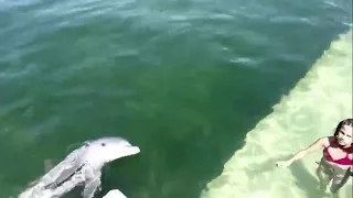 Дельфин катает девочку