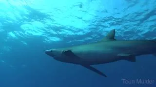 Azores Blue shark and Mako diving