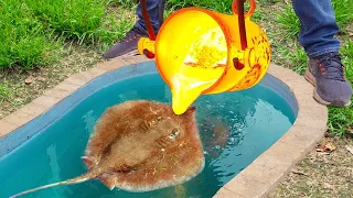 Experiment: Lava vs Stingray Fish in Underground Pool