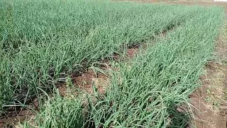 HOW TO IMPROVE ONION PRODUCTION PER ACRE