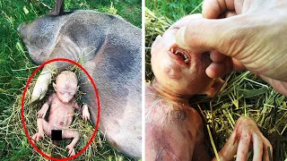 Irish Farmer Was Stunned to Find Out What His Pig Gave Birth To