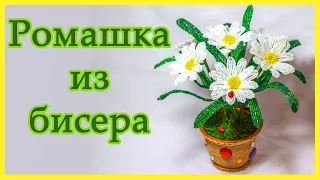 РОМАШКИ из бисера. Мастер класс.