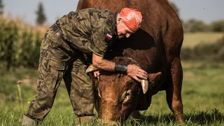 Emerytowany komandos vs. byk. Niezwykła odwaga?