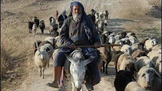 Что едят Пастухи в Узбекистане!!! What do shepherds eat in Uzbekistan