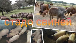 Подворный забой. Что делать??? наши планы!!