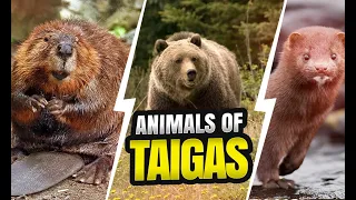 Amazing Animals Of The Taiga Biomes