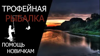 Трофейная рыбалка | р. Сура, р. Белая | Помощь новичкам | *СТРИМ | РР4 *