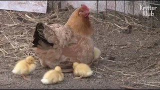 Abandoned Ducklings Rely On Their New Mother Which Is A Chicken?! | Kritter Klub