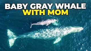 Baby Gray Whale with Mom #shorts