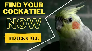 This will help you find your lost cockatiel !