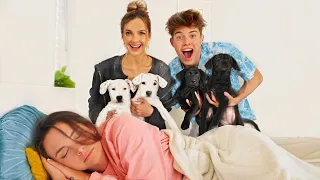 SURPRISING BESTFRIEND WITH PUPPIES!!