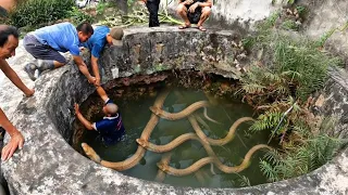 Scariest Snake Encounters Ever Caught on Camera