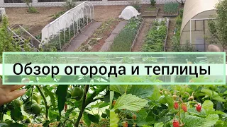 Обзор огорода и теплицы 22.06.2023 Тюменская область.