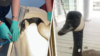 Goose has epic response to humans taking her injured boyfriend