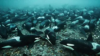 What Happens to Orcas When They Start Eating People and Why Orcas Don't Attack Humans