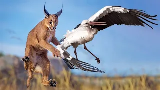 CARACAL ─ A High-Jumping Bird Hunter King of The Flop! Caracal vs Jackals and birds