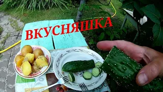 Огурец Китайский змей, дегустация на вкус. Картошечка и огурчик - вкусняшка