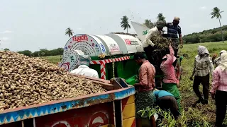 Ground nut harvester working || #mahindra #manavillagetractorvlogs