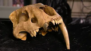 Sabertooth cat skull in Iowa "like finding a needle in a stack of needles"