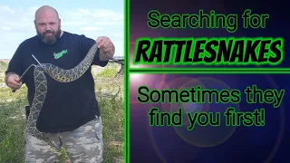 Hunting for Eastern Diamondback Rattlesnakes // Sometimes they find you first!