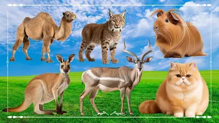 Sound Of Cute Animals, Familiar Animals: Camel, Lynx, Guinea Pig, Kangaroo, Nyala & Cat