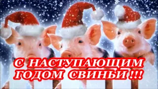 С Наступающим годом Свиньи!