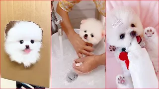 Tik Tok Chó Phốc Sóc Mini 😍 Funny and Cute Pomeranian #280