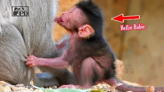 Beautiful Babies Macaque Wildlife, New Tiny Babie Hellie Just Birth 4Day ago Look So Cuts Face