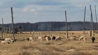 Деревни Омской области 🤗 Каракуль после пожара ...Деревня