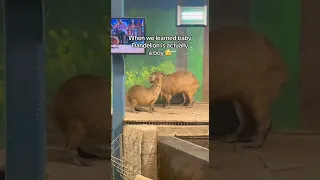 Our baby capybara is a boy! #babycapybara #capybara #seaquest  #visitseaquest #zoo #pettingzoo