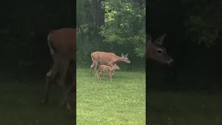 Mother Deer with Triplets