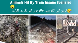 Animals Hit By Trains So Hard 🔥⚠️ || Compilation Videos