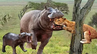 OMG! Angry Hippo Mother Attacks Hungry Lion Herd Crazy To Rescue Baby Hippo From Brutal Attack