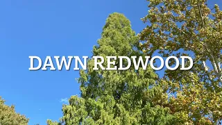 The Deciduous Dawn Redwood: A Living Fossil