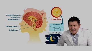 Melatonin - Schlafhormon und hormoneller Alleskönner