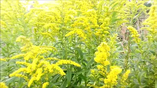 Красивые жёлтые цветы для видеомонтажа