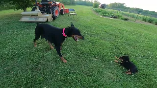 Doberman Pups with their mom, Virgie