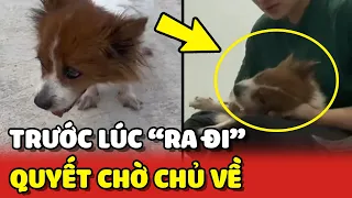 Cảm động chú chó QUYẾT CHỜ CHỦ về mới YÊN LÒNG RA ĐI ❤️ | Yêu Lu