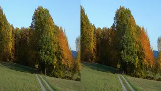 Herbstwald Spessart  3D 4K - Diaschau / slideshow part1- Stereofotografie