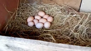 Индюшка села на гнездо,подложил гусиные яйца.
