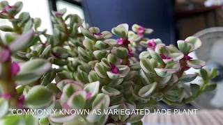 Jade Plant | Crassula ovata tricolor |Close up look of the flowers