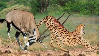 Brave Gemsbok Knock Down Cheetah With Their Horns to Save Baby Gemsbok - Cheetah vs Rabbit, Gemsbok