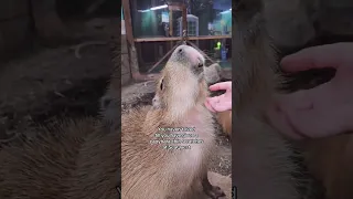 Living in a capybara world