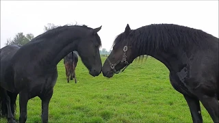 Rainy day at the pasture with the Friesian foals and horses.