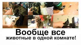 ВООБЩЕ ВСЕ ЖИВОТНЫЕ В ОДНОЙ КОМНАТЕ!