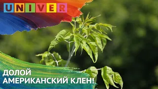 ДОЛОЙ АМЕРИКАНСКИЙ КЛЕН!